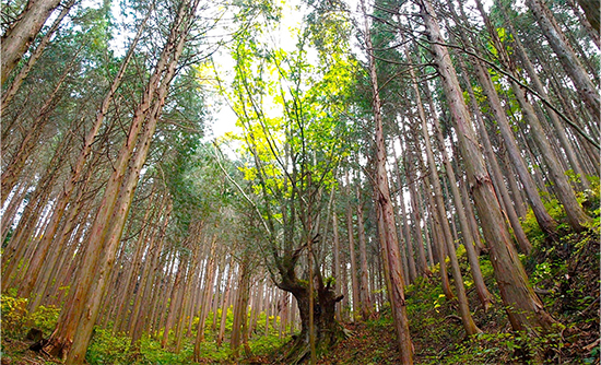 林業事業体情報